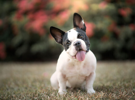 dog photography