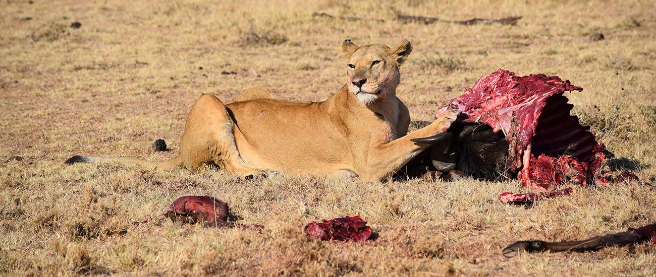 Plain Wings Tours & Safaris organize the best Kenya safari tours from Mombasa