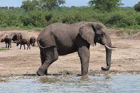 Africa safari tours