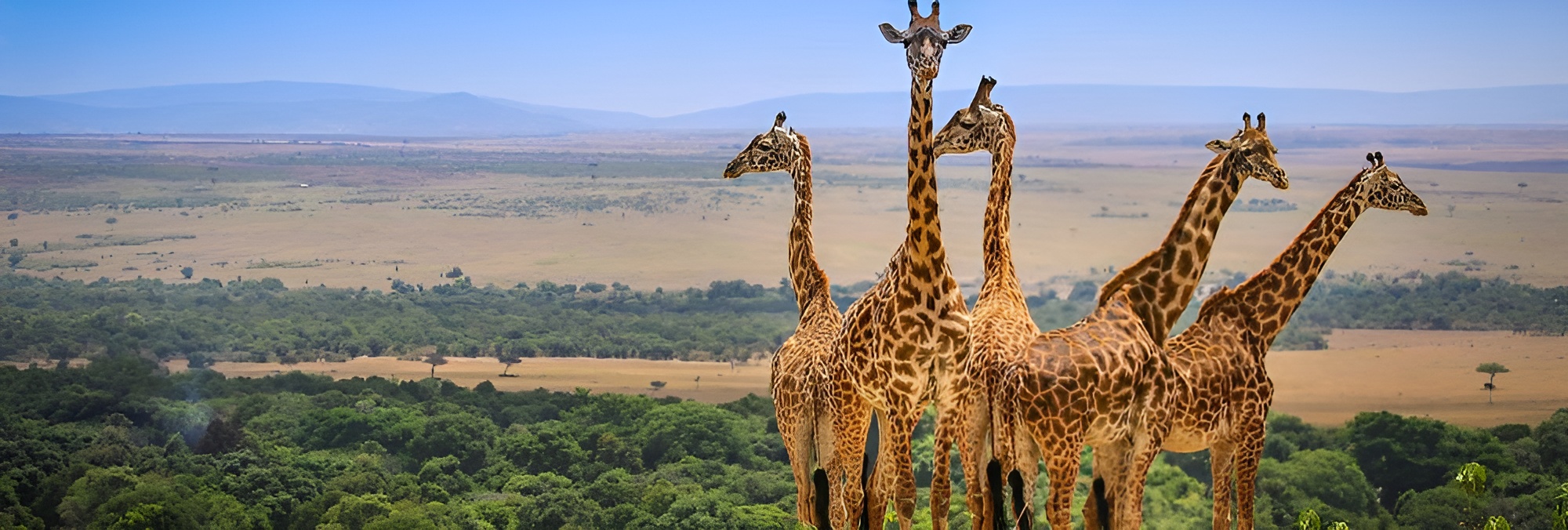 Experience the Best of Tanzania with the 11 Days Tanzania Safari And Beach Holiday by Chalema Tanzania Safaris