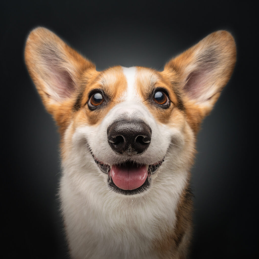 Dog Studio Photography