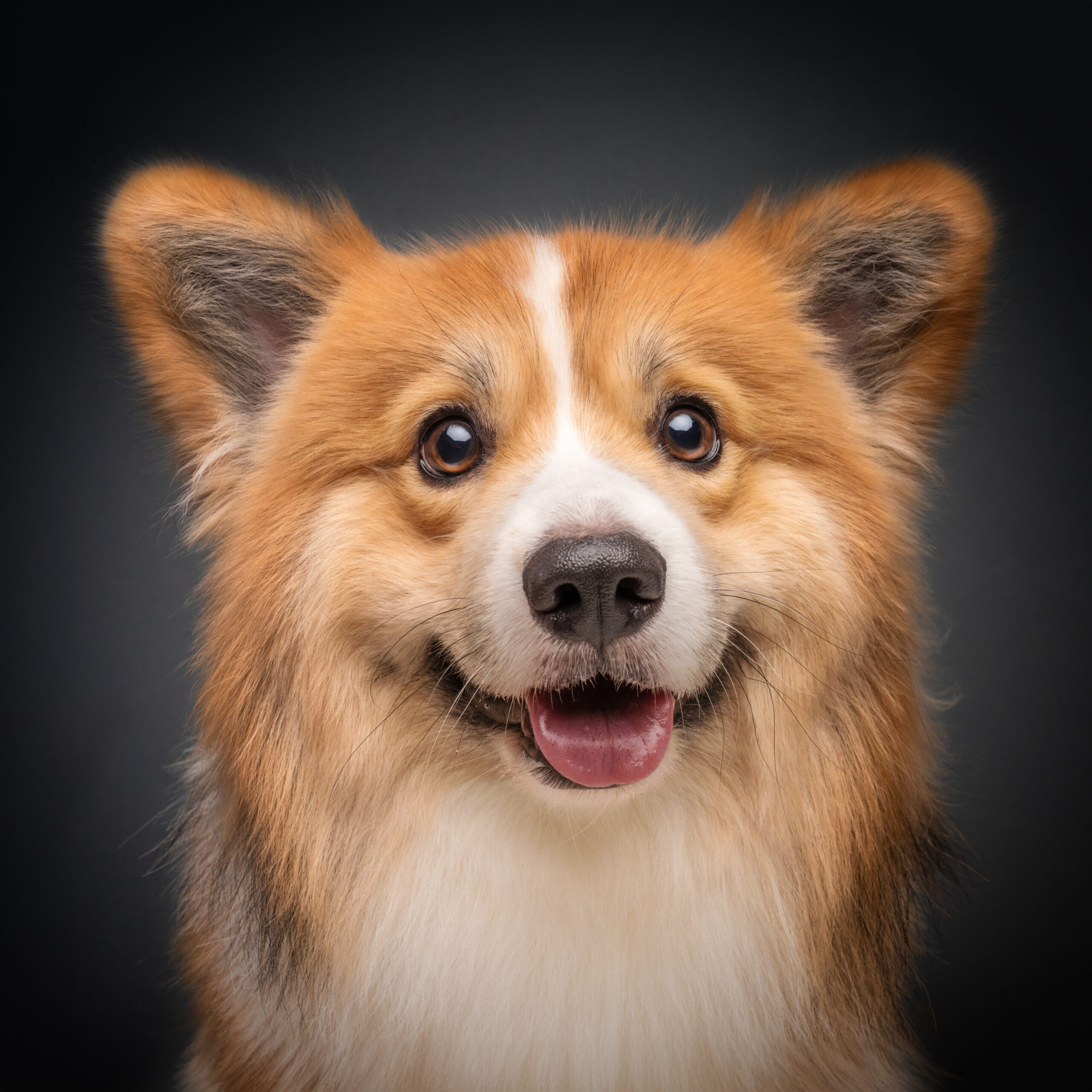 Magicdow Photography Awarded Best Family & Pet Photography Business in Singapore 2023