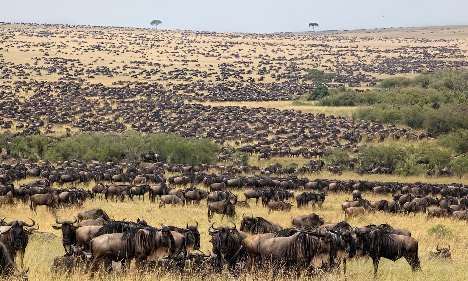 5 Days Wildbeest Calving Safari