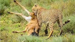 tiger hunting