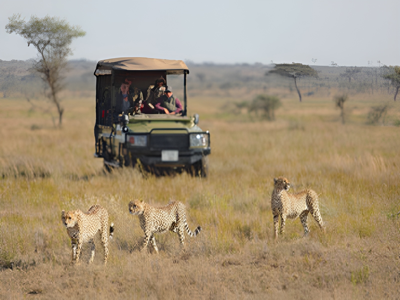 7daytanzanianorthernparkssafaris