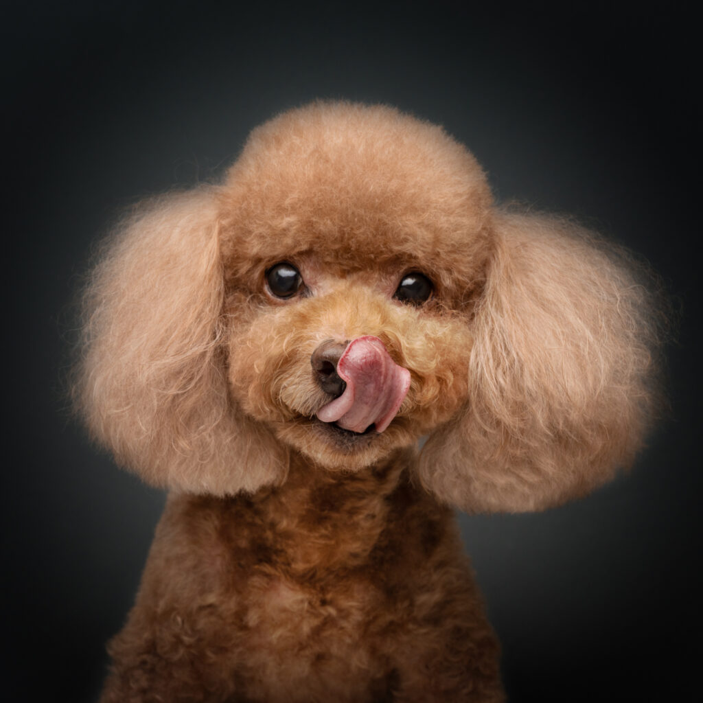 Top Dog Studio Photography