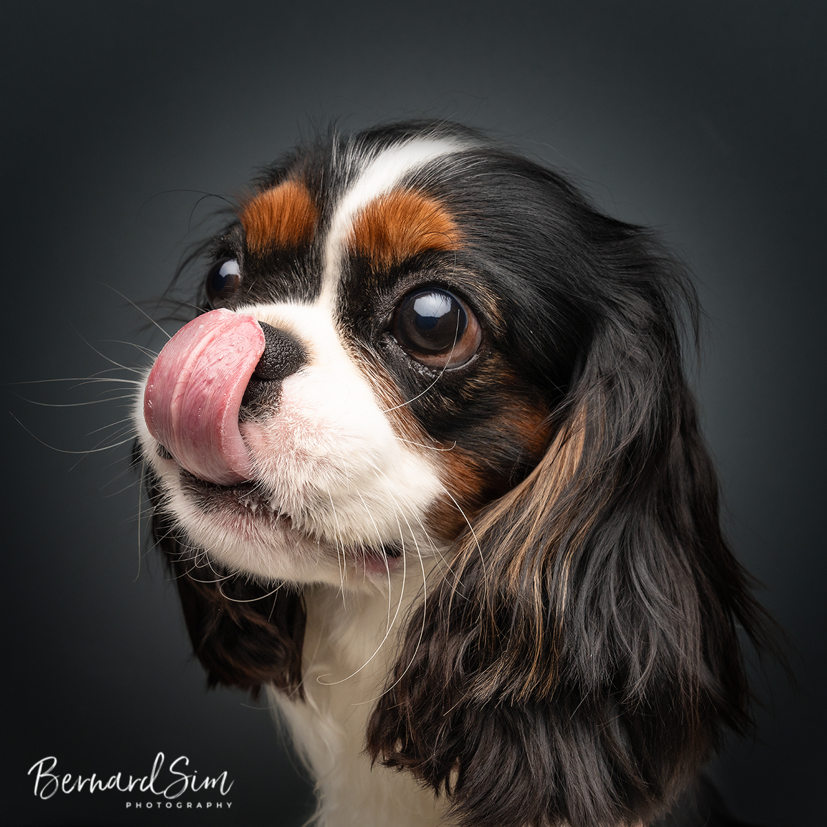 Excellent Dog Studio Photography.