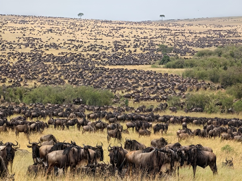 Chalema Tanzania Safaris Offers Exceptional Wildebeest Calving Safari Experience Better Than Anyone