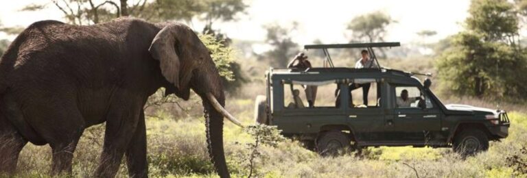 Discover Tanzania’s Wilderness on a 6 Days Tanzania Safari Adventure Discover Tanzania’s Wilderness on a 6 Days Tanzania Safari Adventure