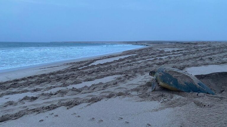 Esplora l’Oman con il Miglior Tour Operator in Oman