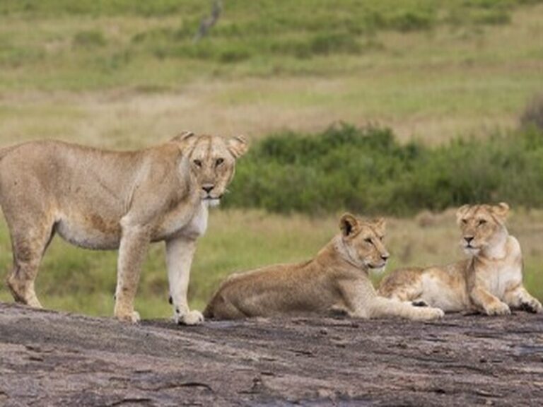 Discover Tanzania: The Perfect 7 Days Safari with Chalema Experts Discover Tanzania: The Perfect 7 Days Safari with Chalema Experts