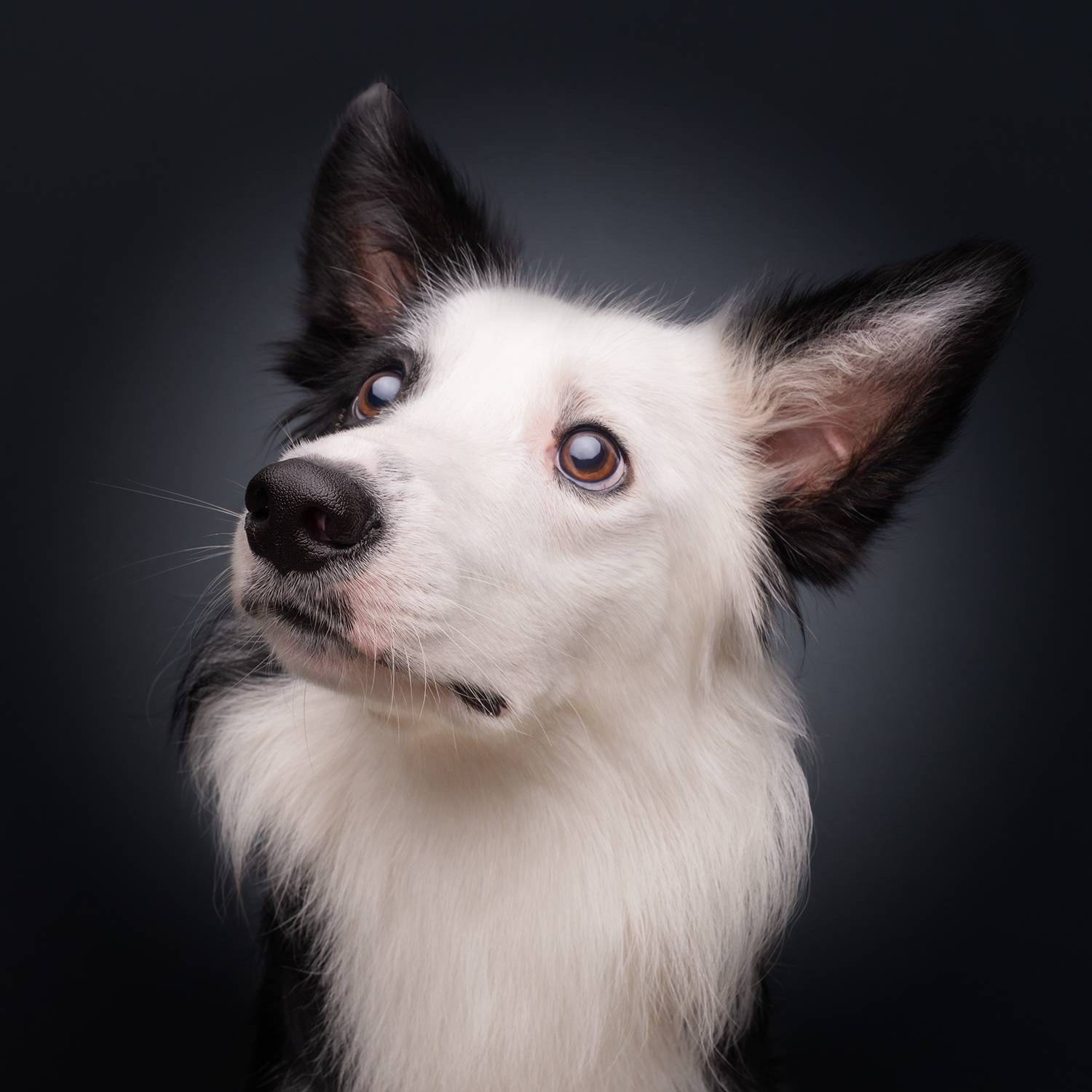 Magicdow Photography’s Professional Dog Photoshoots Capture Unforgettable Moments in Singapore
