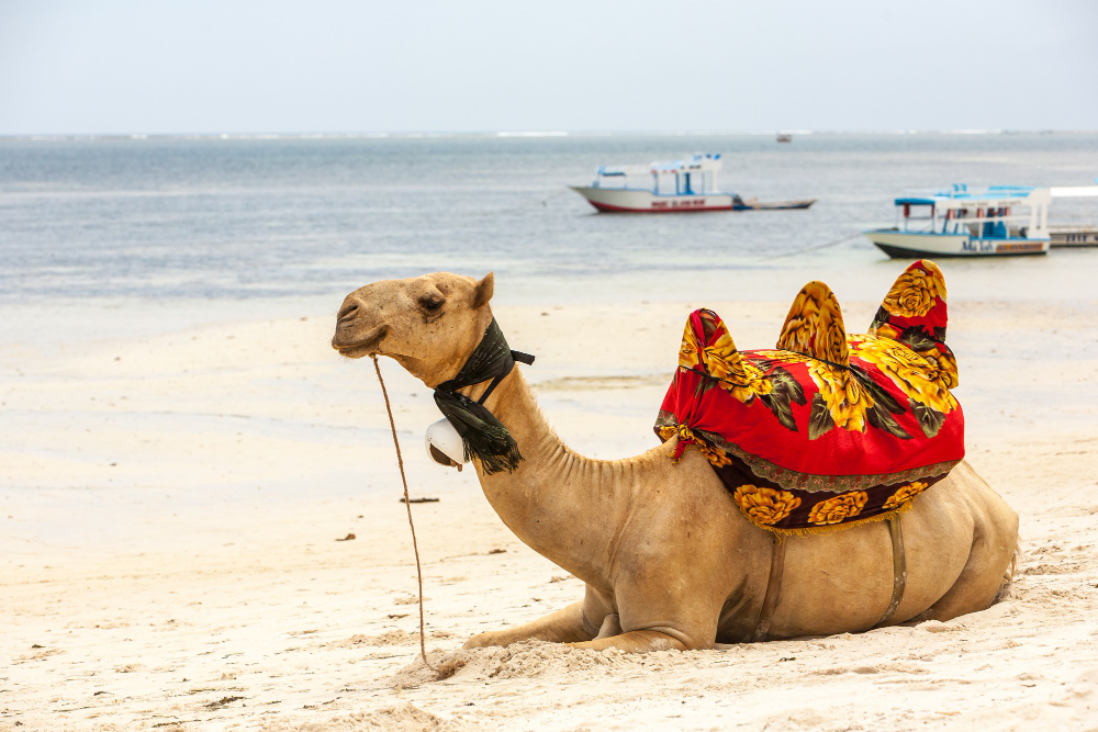 Guide Francophone En Inde