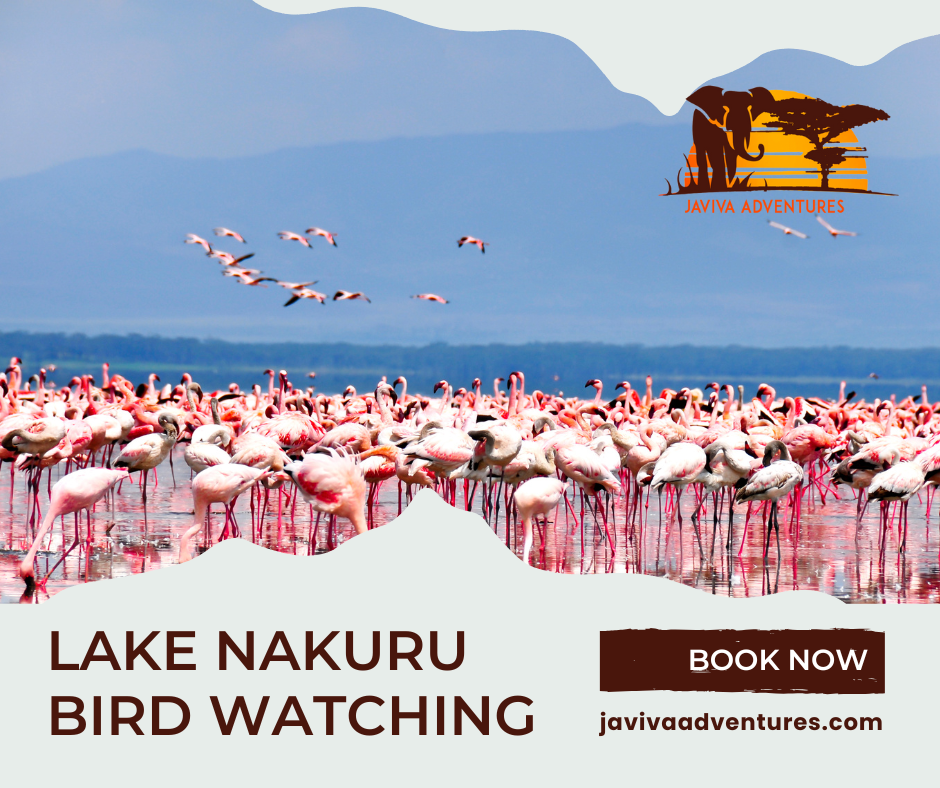 Explore Kenya’s Hidden Avian Paradise: Lake Nakuru Bird-Watching Safari with Javiva Adventures