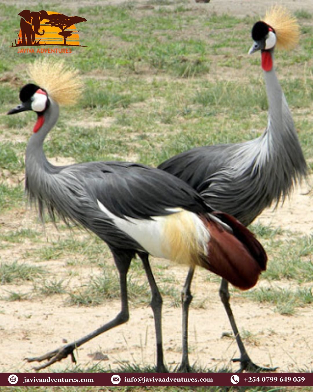 Discover Nairobi’s Birdwatching Treasures with Javiva Adventures