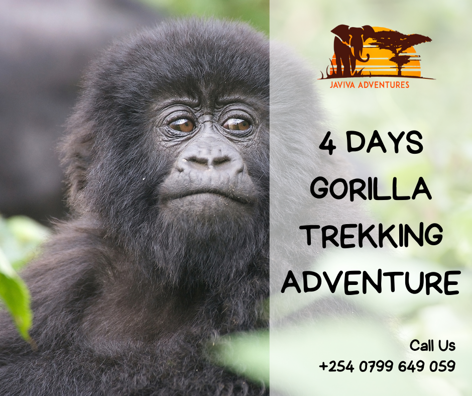Uganda safari tours