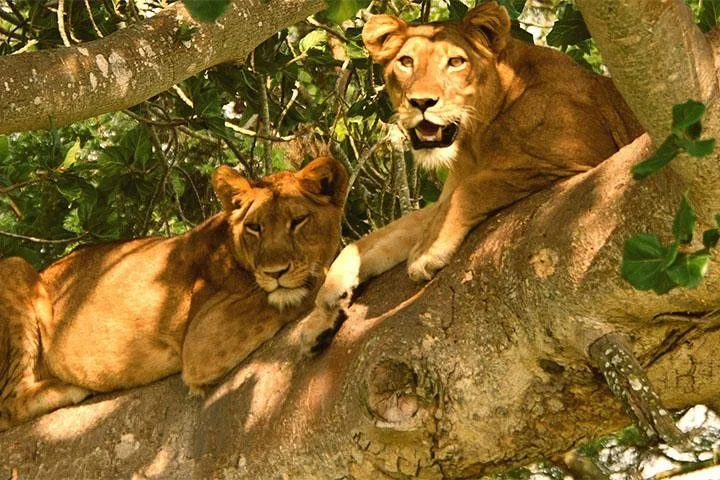 Africa Wildlife Safaris