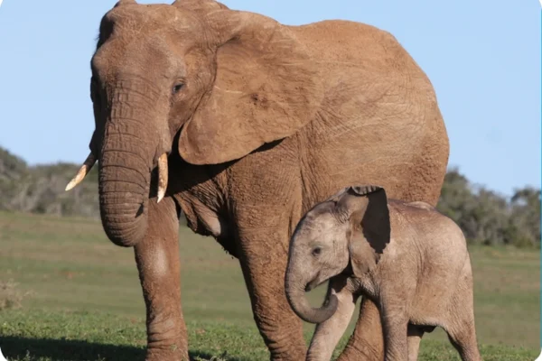 Safari Seekers Unveils Exciting New Boat Safaris on Uganda’s Lake Victoria for Africa Wildlife Safaris