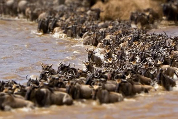 Africa Wildlife Safaris