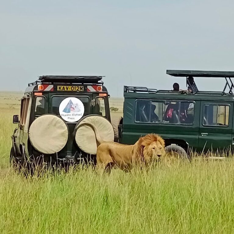aximize Your African Safari: Drunken Elephant Mara Declares ‘Green Season’ the New ‘Best Time to Visit Masai Mara’ for Intimate ‘Masai Mara Nature Walks’