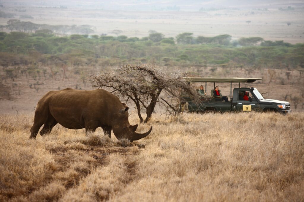 Lewa-Safari-Camp-Game-Drive-Rhino-1024x683